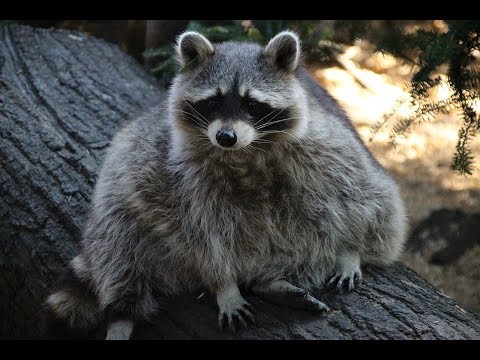 Scientific Ranking video.