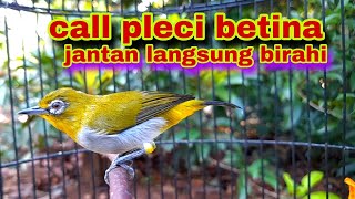 Download lagu Pleci Betina Bustomi Memanggil Jantan Buat Pancingan Di Jamin Ampuh mp3