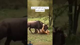سر لم تره من قبل.. حين تنقلب الموازين!🦁💥#shorts