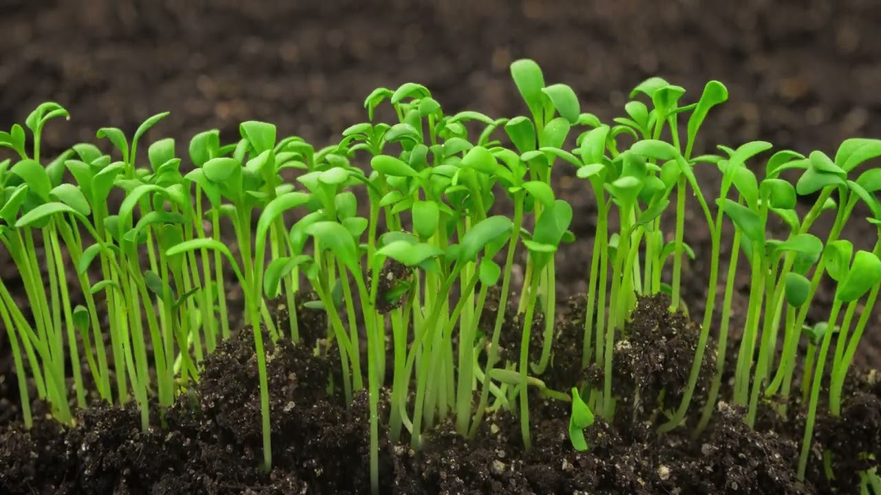 FREE | Growing Plants Germination Newborn