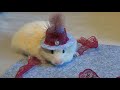 50 Tiny Hamster Trying On A Cute Hat In Front Of A Mirror DIY Hamster Hat