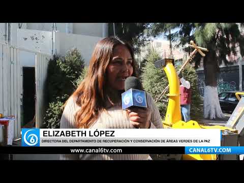 Video: Gobierno de La Paz impulsa la campaña "Navidad en composta" para reciclar árboles navideños