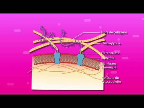L’organisme pluricellulaire, ensemble de cellules spécialisées (SVT 2de)