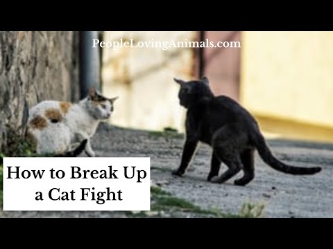 How to Break Up a Cat Fight [Separating Fighting Cats]