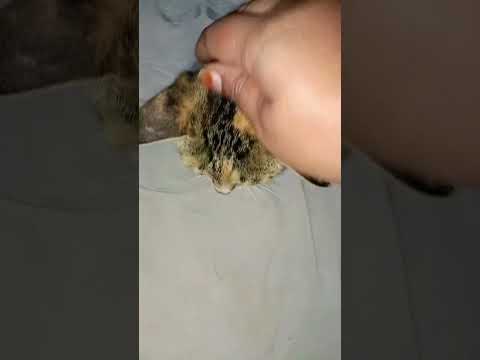 #animal lovers Sujatha Carestraypaws Street cat lovers #save the street cat and kitten baby 🍼❤️🍼❤️