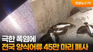 극한 폭염에…전국 양식어류 45만 마리 폐사 / 연합뉴스TV (YonhapnewsTV)