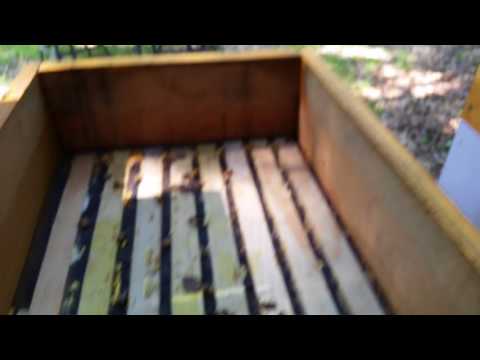 How I collect propolis