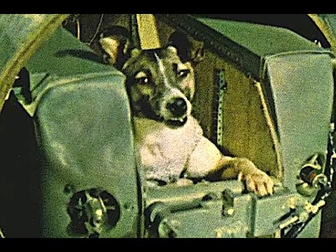 なぜこの犬はYouTubeでこのような議論を引き起こすのか (Why Does This Dog Cause Such Debates On YouTube)