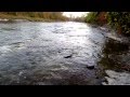 Нерест лосося в реке Хамбер в черте города Торонто 