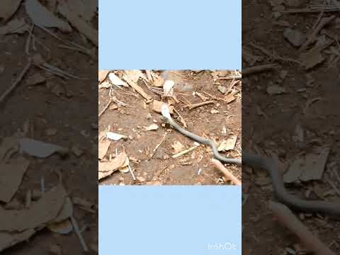 ヘビを遠ざけるにはどうすればいいですか？爬虫類から身を守るための 100% 天然のヒント  庭園