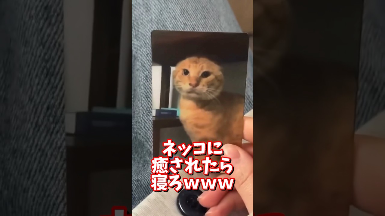 ネッコの動画で癒されたら寝ろｗｗｗ　#2ch  #動物  #猫 #癒やし #ねこ動画
