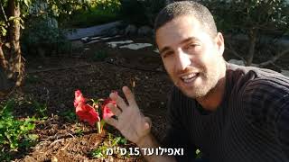איך לגרום לפקעות לפרוח הרבה זמן בגינה?