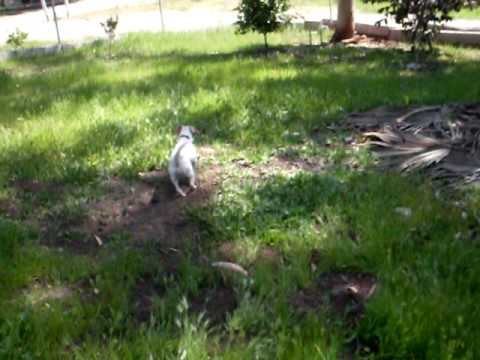 MONITA JUGANDO CON SU PELOTA