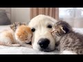 Golden Retriever Puppy and Tiny Kittens [Cuteness Overload]