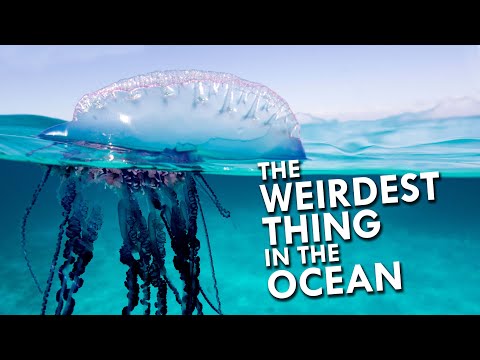 Portuguese Man O' War: The Weirdest Thing In The Ocean