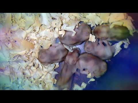 Filhotes de Hamsters Anão Russo com 9° dia 🐭❤