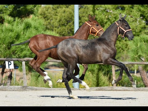 ZEUS DE SUSAETA Y ZIDANE DE SUSAETA - HIJOS DE POETA DE SUSAETA- 5 MESES