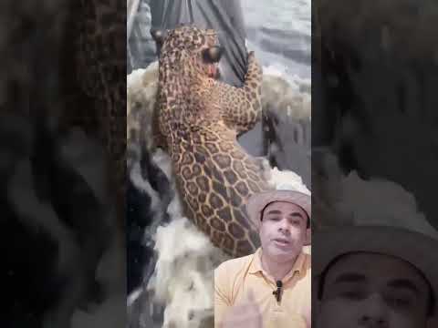 Onça 🐆 pintada ferida sendo resgatada as margens do Rio negro #felinos #animais #natureza #shorts