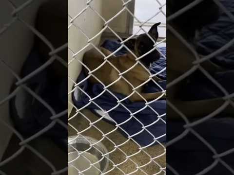 Jacksonville Animal Control