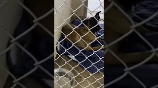 Jacksonville Animal Shelter will be getting a makeover soon