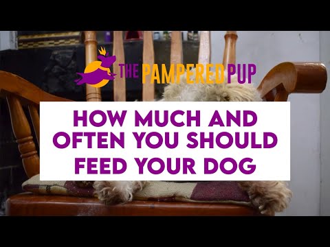 How Much and How Often You Should Feed Your Dog