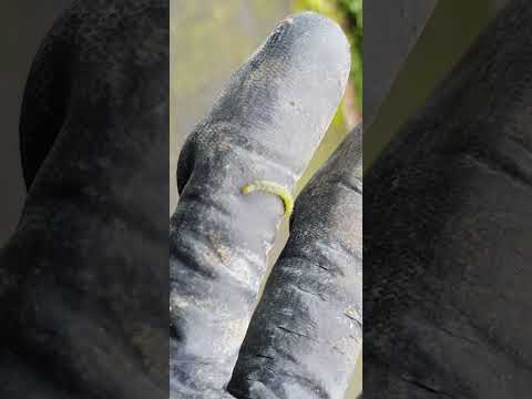 Caterpillar find with the knotman