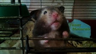 Greedy Hamster | funny moments