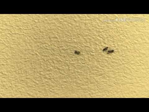 Trafico en miniatura con hormigas