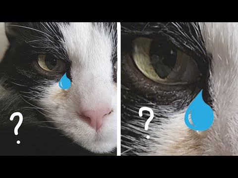 Why Do Cats Cry?