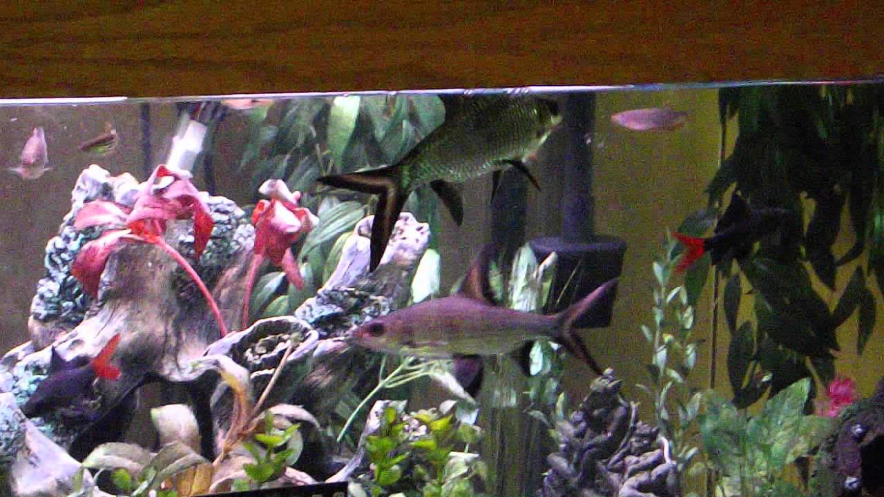 Blue Led Light For Aquarium Plants Red Or Blue Light For Aquarium Plants