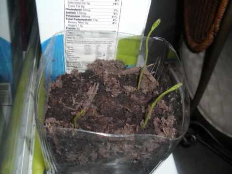 sweet pea time lapse