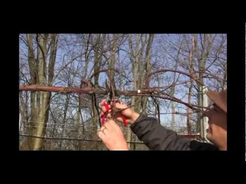 How to Prune & Train Grape Vines for Maximum Productivity | Late Winter Grape Care Tips