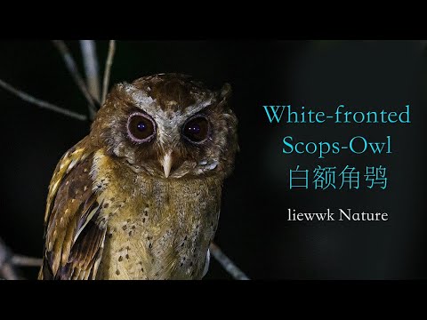 White-fronted Scops Owl Otus sagittatus — Malajzia 4K