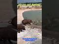Crocodiles Unexpectedly Hunt A Pig Youtube Crocodiles Pig Animals Amazingfacts Ytshorts
