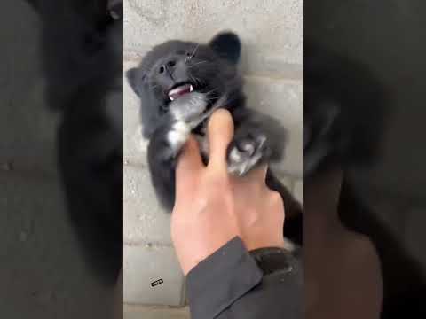 jankariyan funny dubbing video rmw rajasthani milky way