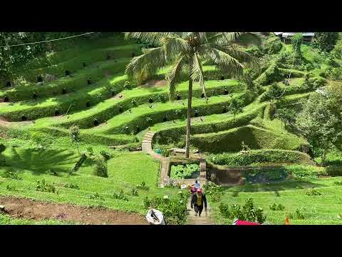 Guintobdan La Carlota 🐓👍