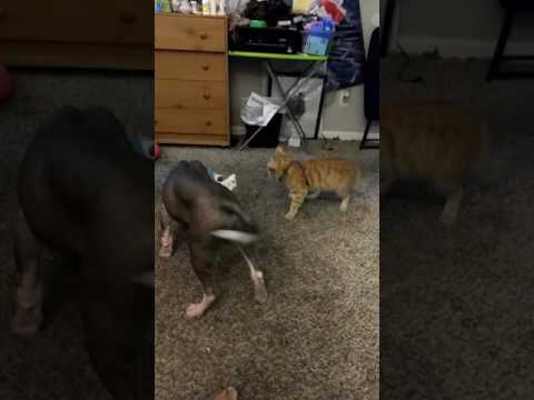 Kitty is not AMUSED!