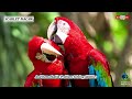 The History Of The Scarlet Macaw Nature S Most Brilliant Parrot Evolution INSIGHTS