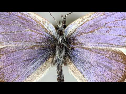 Science Today: Learning from Extinctions | California Academy of Sciences