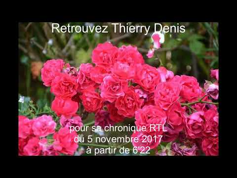 Chronique RTL de Thierry Denis du 5 novembre 2017