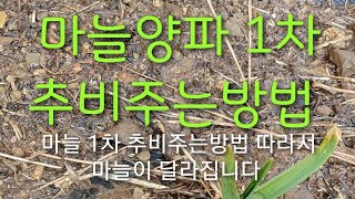 #마늘양파 1차 추비는방법 #마늘 1차추비 주는 방법에 따라서 마늘이 달라집니다