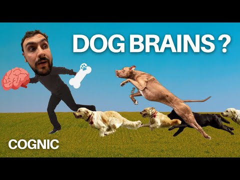 Everything You Need to Know About Dog Brains!