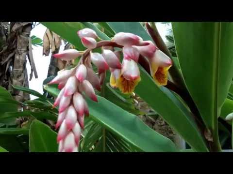 download lagu mp3 mp4 Ginger Plant Varieties, download lagu Ginger Plant Varieties gratis, unduh video klip Ginger Plant Varieties