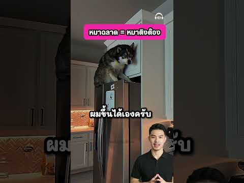 เขาเลี้ยงหมาไว้หลายตัว นิสัยไม่เหมือนกัน