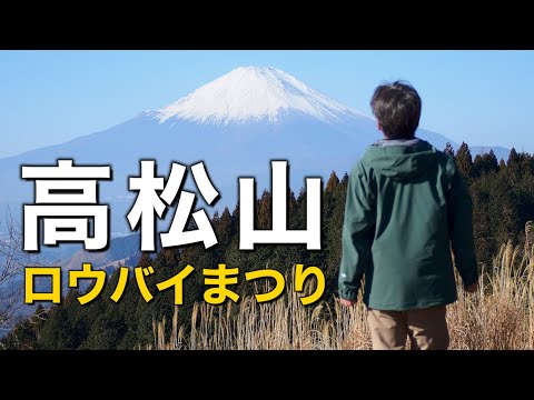 【寄ロウバイまつり2026】高松山に登ってロウバイを見に行こう【神奈川県松田町・冬の黄色い花園】