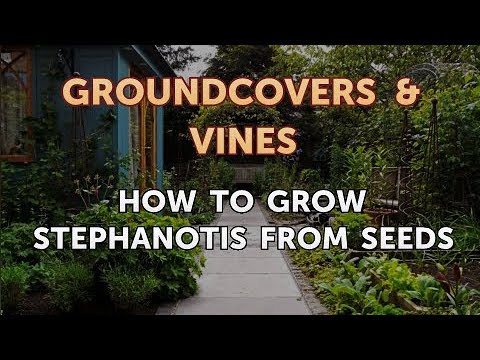 How to Grow a Trumpet Vine