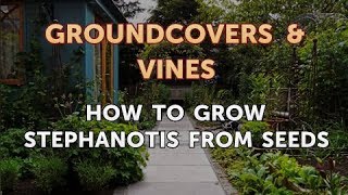 How to Grow Stephanotis From Seeds