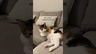 Cat's Eye Twitches When Woman Mimics Licking