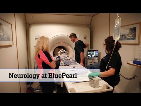 Neurology at BluePearl