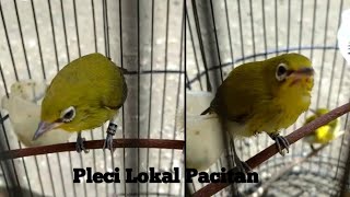 Download lagu Suara anakan burung pleci memanggil induknya mp3